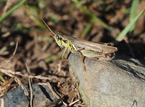 Unpacking the Enigma of the Massachusetts Institute of Technology Sweatshirt