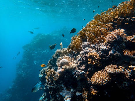Unlocking the Secrets of the Reef Lifestyle: More Than Just Pretty Fish