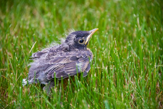 Revitalizing Your Home: Smart Strategies for Robin Home Improvement